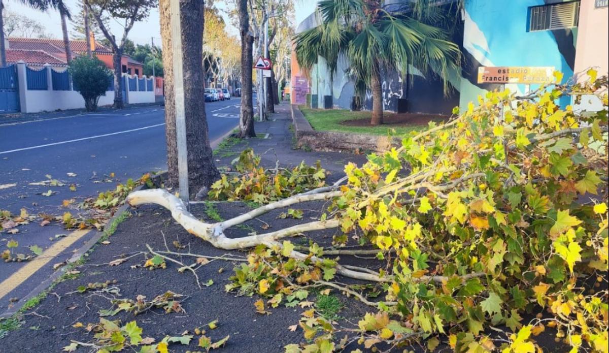 Caída de árboles, ramas y vallados en La Laguna por el viento.