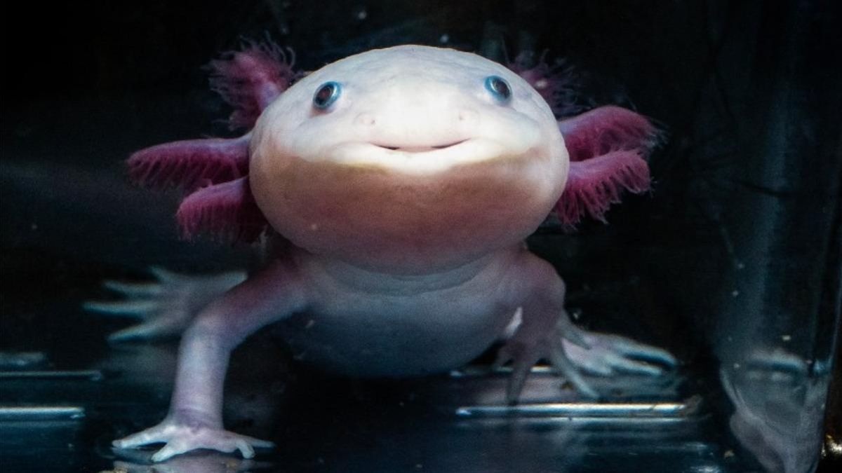 La sonrisa de los axolotls los ha vuelto simpáticos: podrían ser la clave de la medicina regenerativa de aquí al futuro.