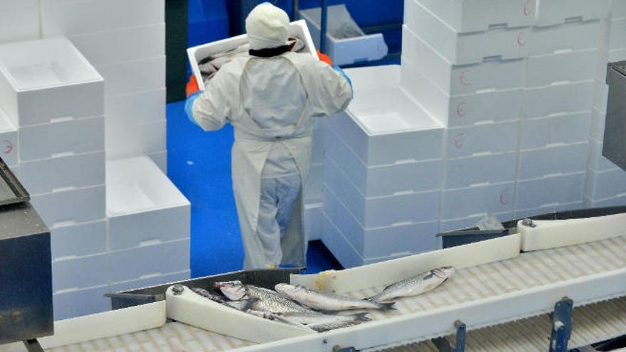 Trabajadores de una empaquetadora de pescado.