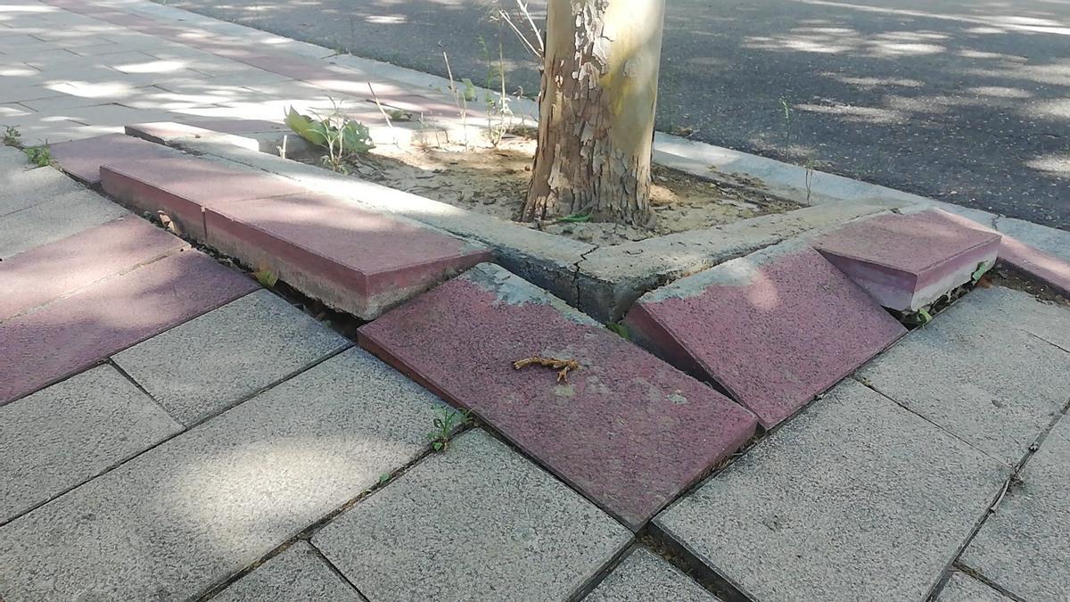 Aceras levantadas por las raíces de los plataneros en Montecanal.