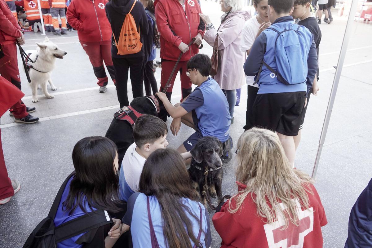 Gossos de rescat de Creu Roja, un dels atractius de la matinal