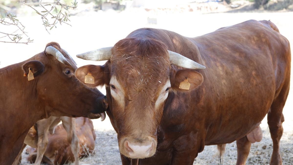 Fünf Kühe nebst ihren Kälbern und Bulle genießen die Kühle des Schattens. Sie werden mit Biofutter versorgt, die Haltung im Freien ist artgerecht.