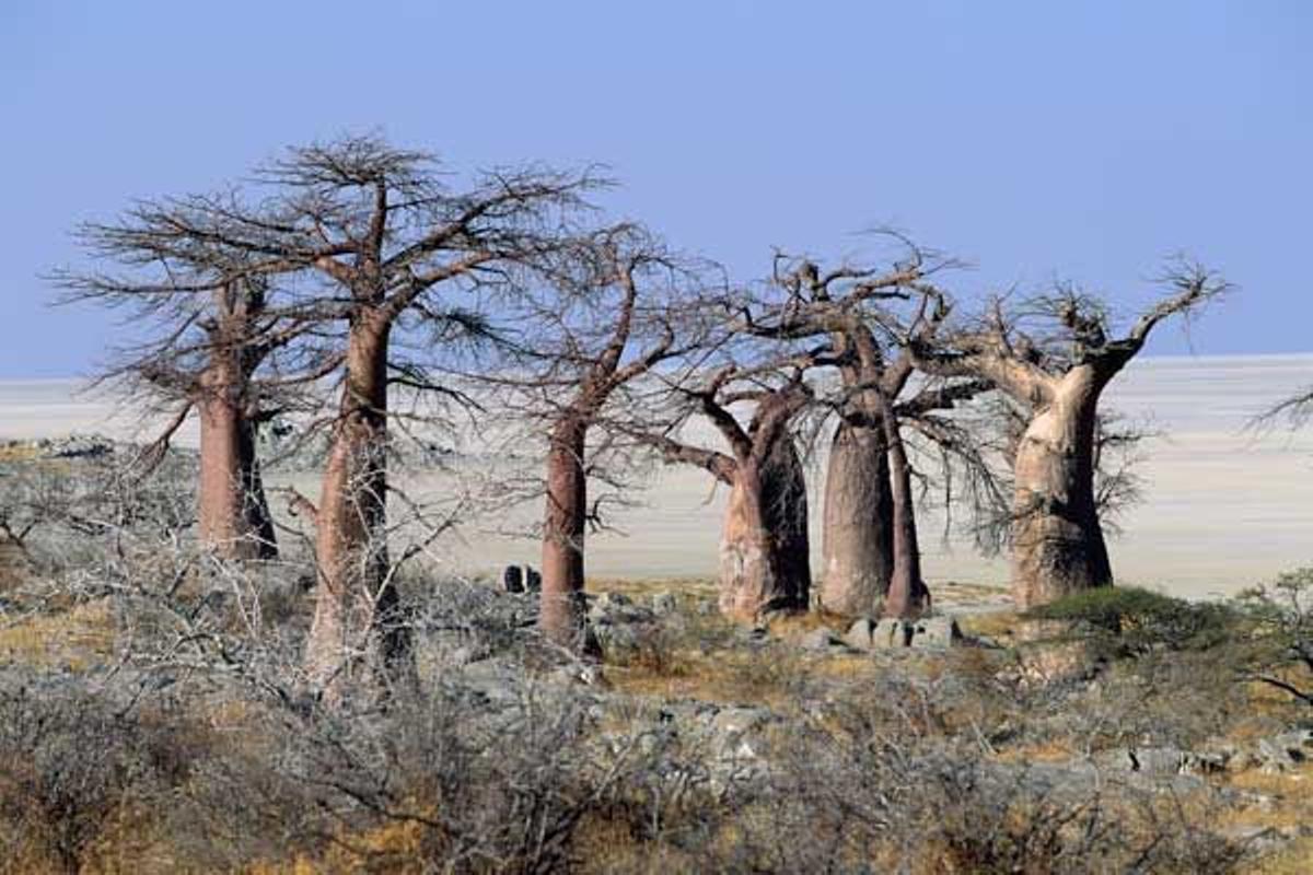 Baobabs en Makgadikgadi Pans.