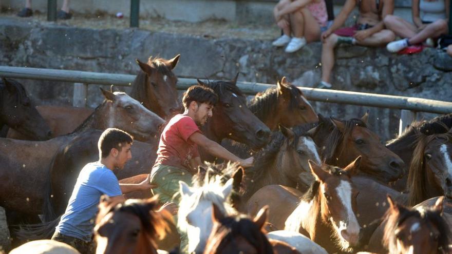 Caballos del Acibal protagonizan en Amil la primera rapa de la comarca