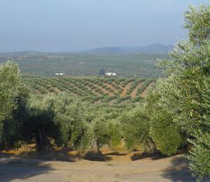 Los olivares españoles se dirigen a la catástrofe si continúa la sequía