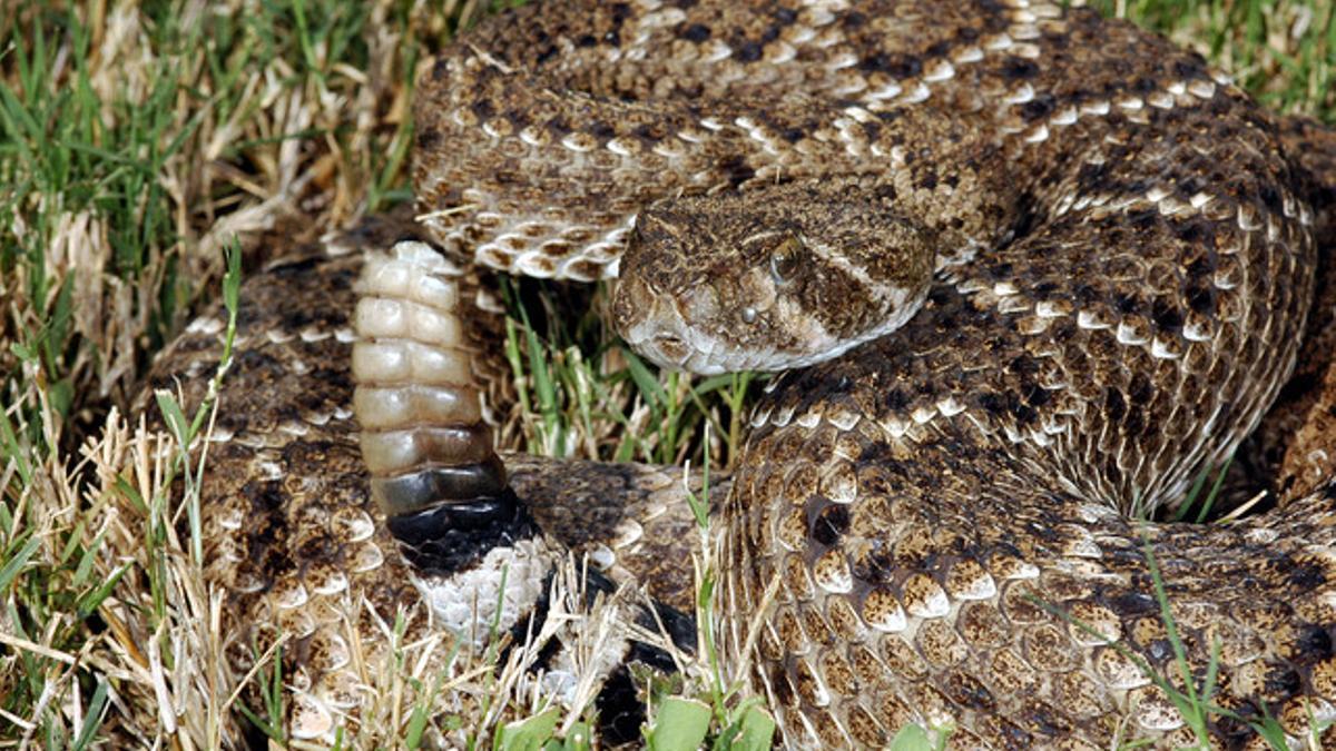 Un ejemplar de serpiente cascabel, un reptil venenoso nativo de América, agitando el final de su cola.