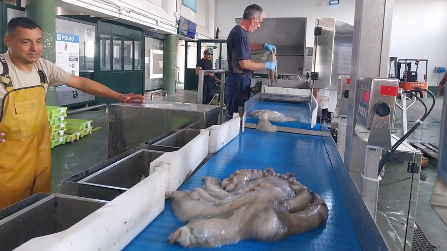 La lonja de Cangas supera los 1,7 millones en ventas y Bueu paga su dependencia del pulpo
