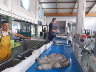 La lonja de Cangas supera los 1,7 millones en ventas y Bueu paga su dependencia del pulpo