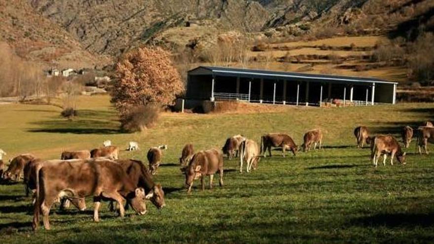 Solsona i l&#039;Arieja treballen per defensar la ramaderia dels pastors