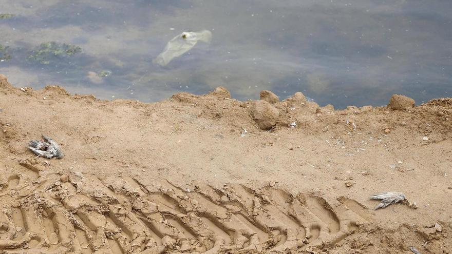 Els Agents Rurals actuen a l’Onyar per l’aparició de diversos coloms morts