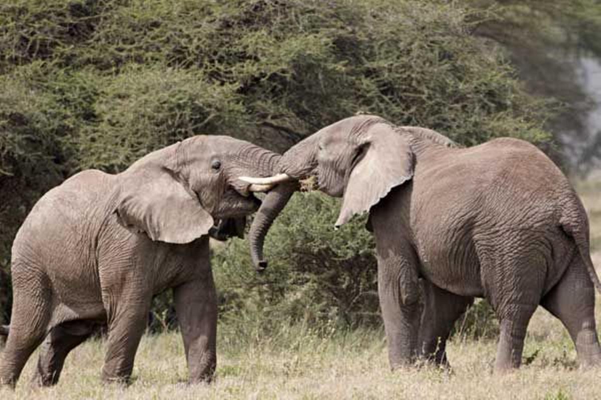 Dos elefantes en el Parque Nacional del Serengeti en Tanzania.