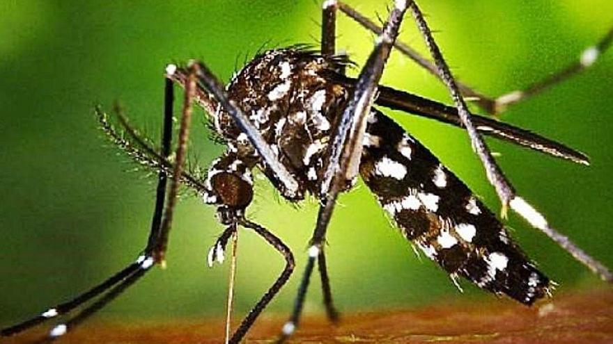 Aedes albopictus Un insecte perillós