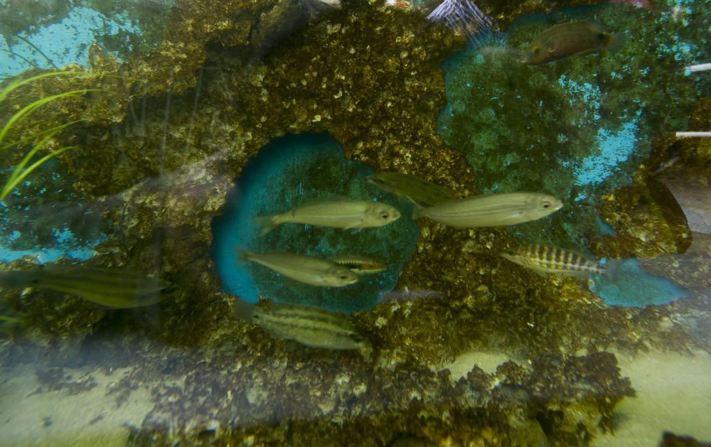 Inauguración del nuevo acuario