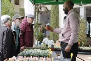 El mercado de las flores de colección de Córdoba, en imágenes