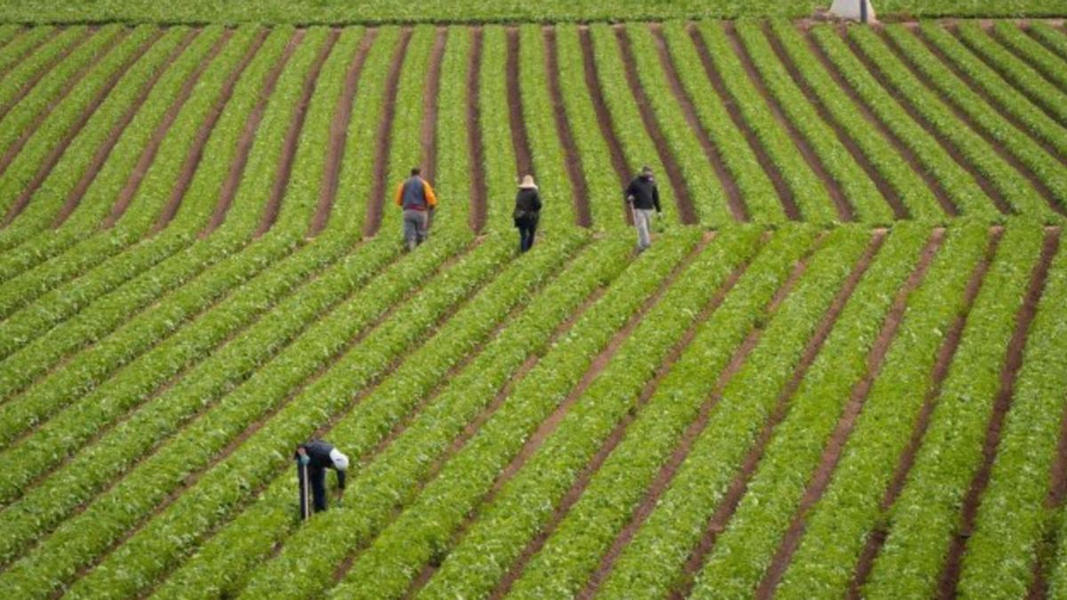 Trabajadores del campo realizan labores agrícolas en un terreno. | EFEAGRO