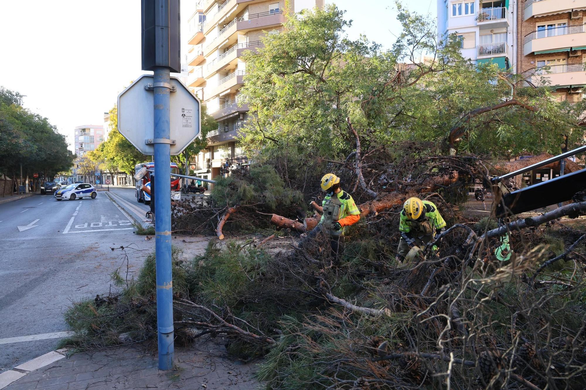 Susto al caer un árbol de grandes dimensiones sobre la calzada de la avenida Jaime II, en Alicante