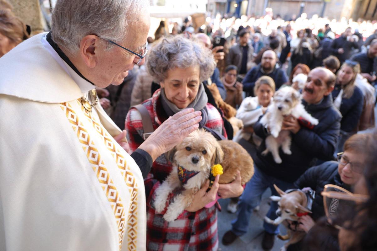 Fotogalería | Así se ha vivido la bendición de las mascotas cacereñas por San Antón