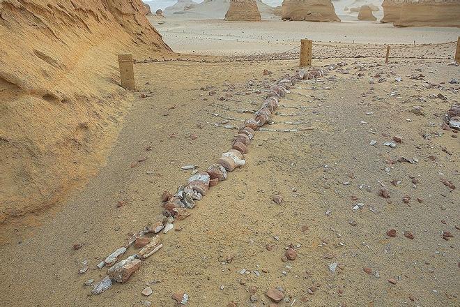 Valle de las Ballenas Egipto