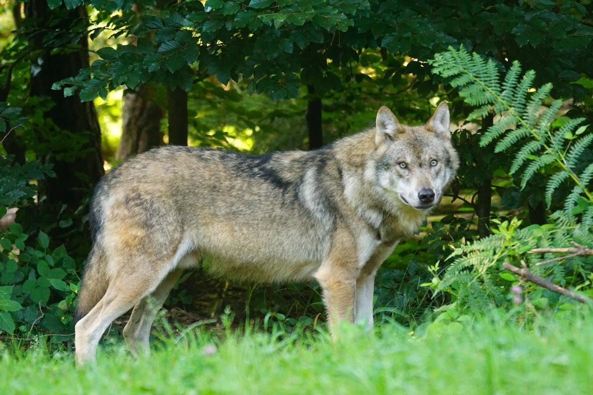 Los perros domésticos descienden del lobo