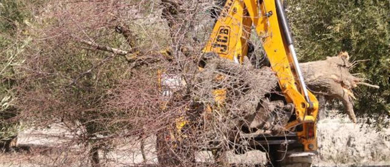 La Xylella fastidiosa está resultando la plaga más desastrosa, que ha provocado el arranque en la provincia de 51.000 almendros.