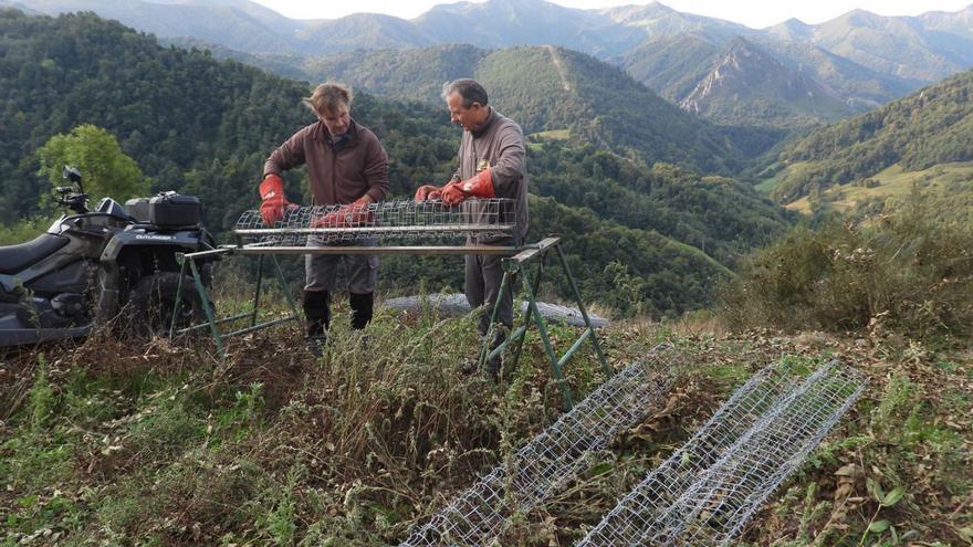 Personal del FAPAS, preparando protecciones para los frutales plantados en Pajares. | FAPAS