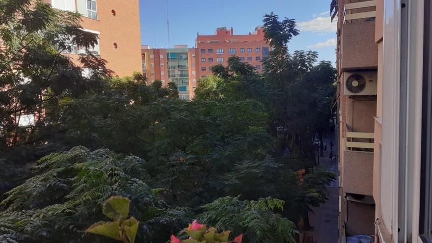 Árboles sin podar en San Isidro, entre dos fincas.