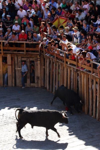 Fiestas en Zamora: Último encierro en Fermoselle