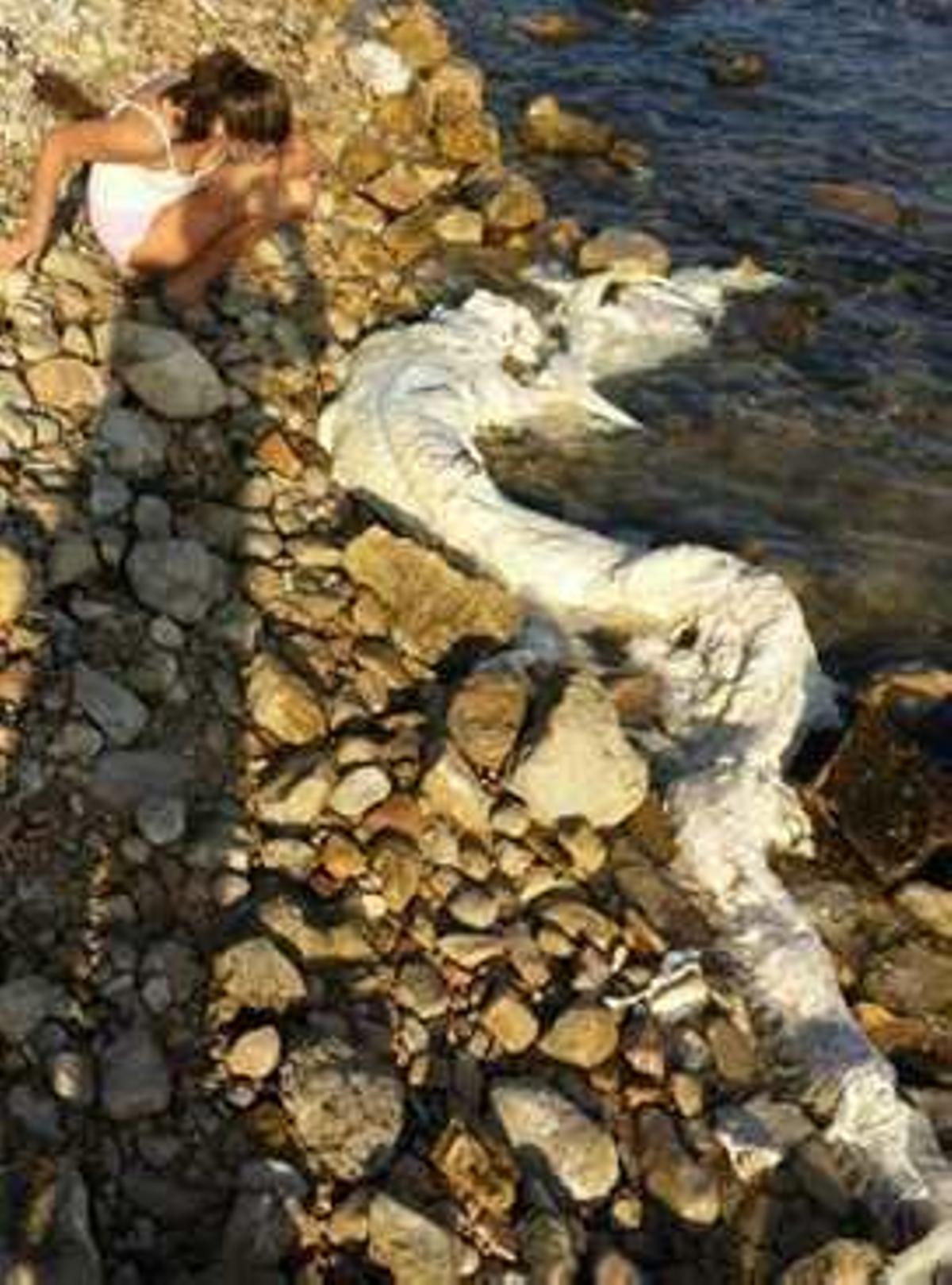 Imágenes del extraño animal que fue hallado el pasado sábado en El Campello, y que aparenta tener unos cuernos.