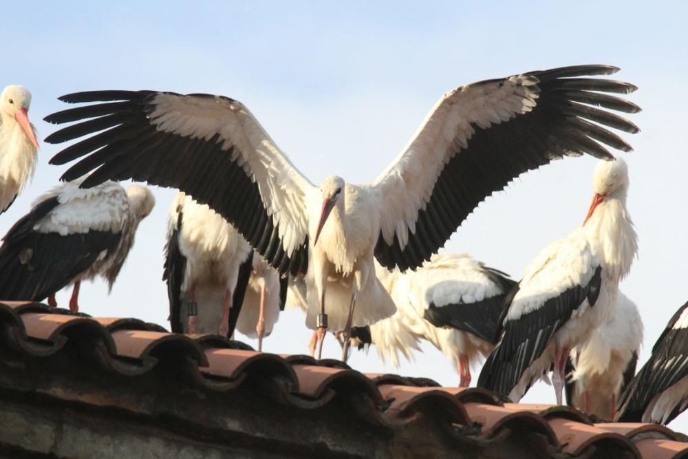 Un grup de cigonyes fa parada a Sallent