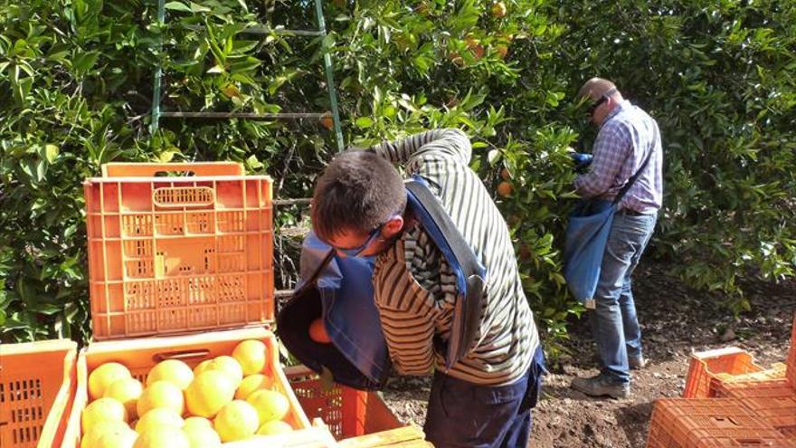 Las naranjas de La Vega siguen sin venderse en el mercado europeo