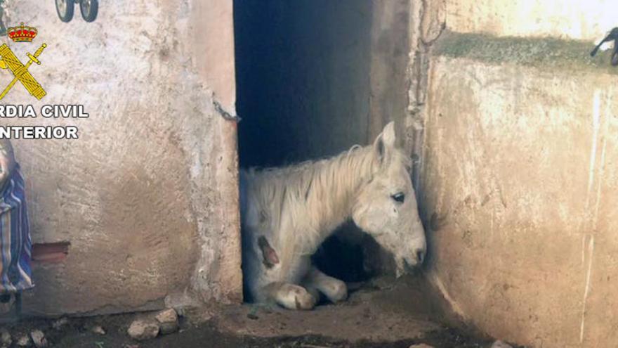 Investigan a una mujer por dejar morir de hambre a dos caballos