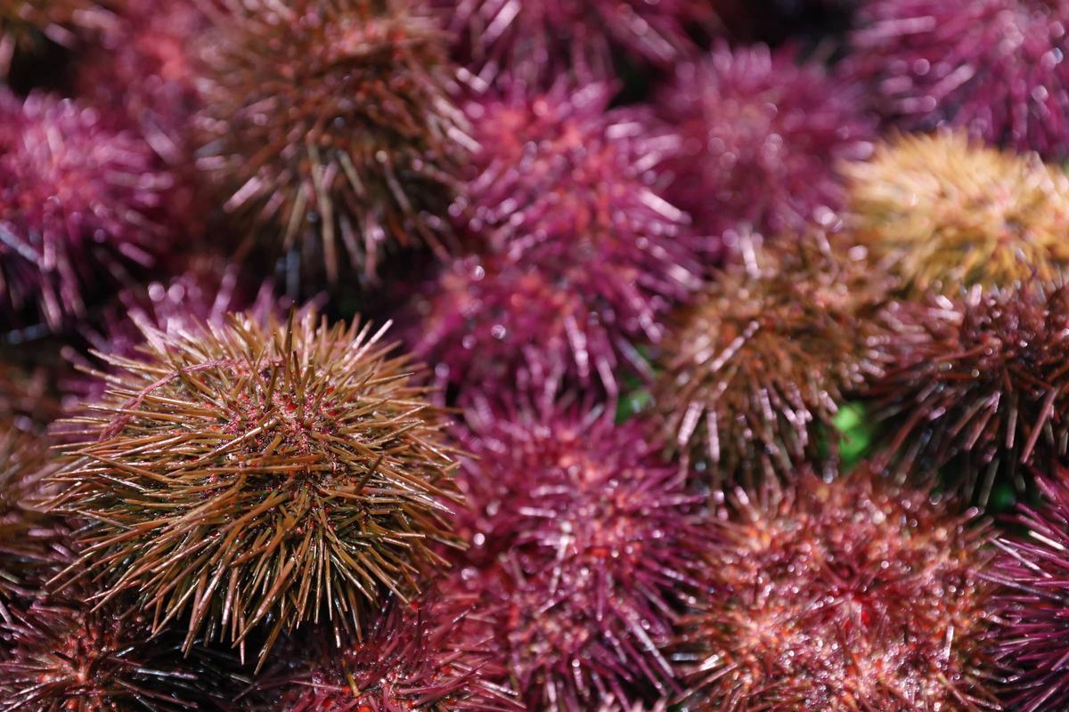 Los primeros oricios asturianos llegan a El Llano a precio de lujo: “Están caros, pero van a volar”