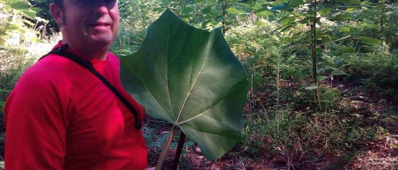 Un senderista muestra una hoja delante de algunos árboles de la plantación. // XP