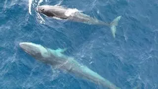 Dénia, la costa de los prodigios: avistan más de 60 ballenas desde abril