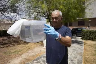 Suelta de mosquitos esterilizados en Polinyà