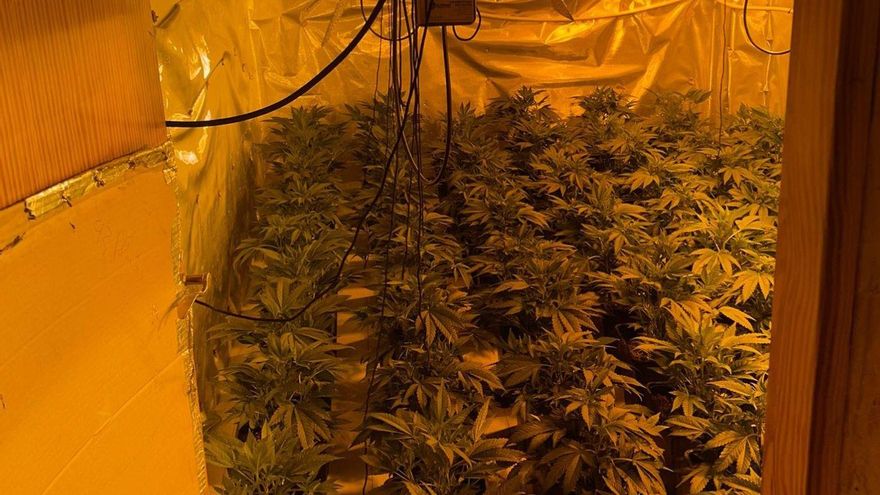 Acuden a un aviso por una vivienda okupada en Murcia y descubren 400 plantas de marihuana