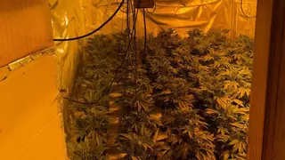 Acuden a un aviso por una vivienda okupada en Murcia y descubren 400 plantas de marihuana