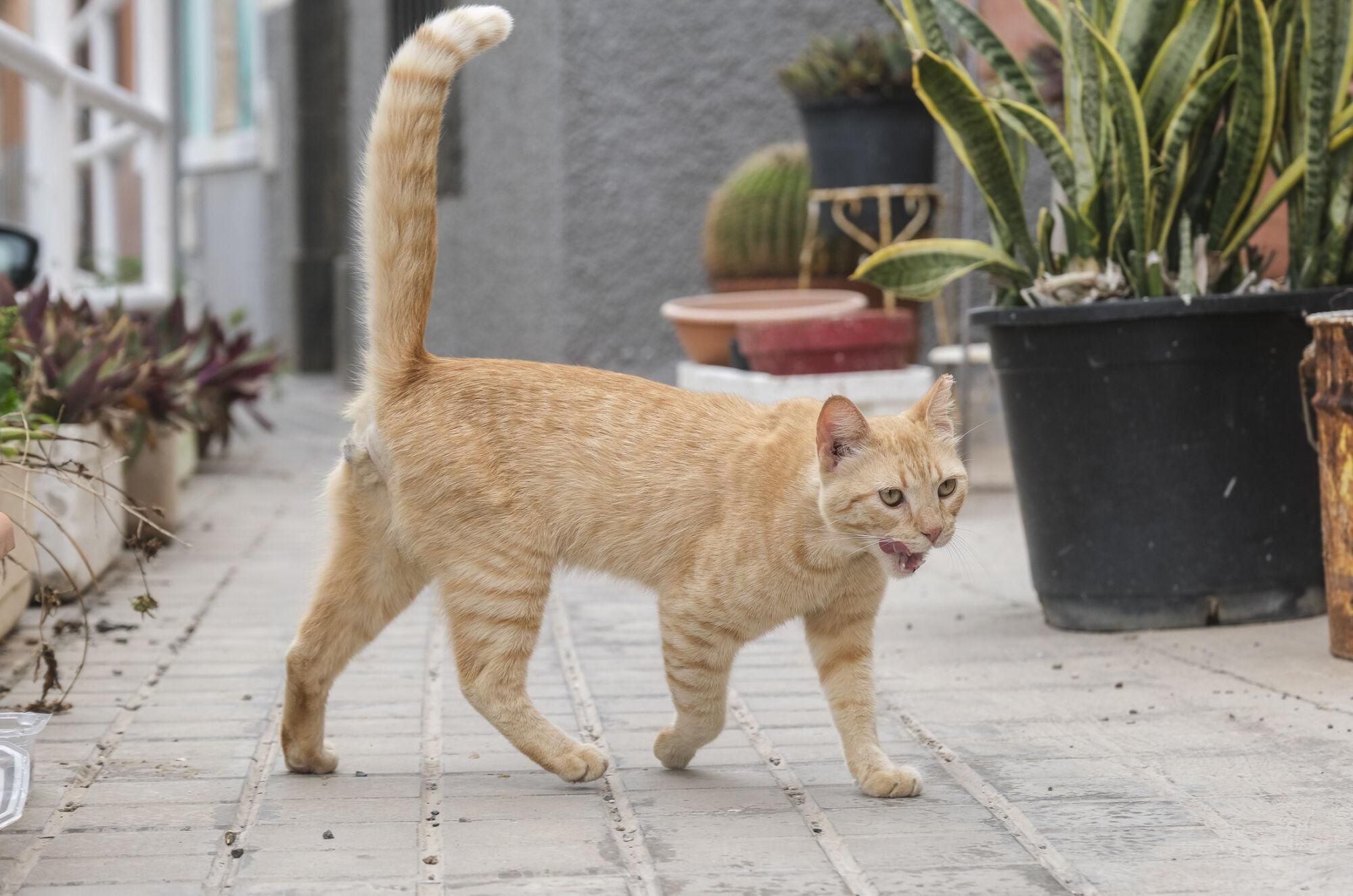 Suelta de gatos castrados en El Risco de San Nicolás