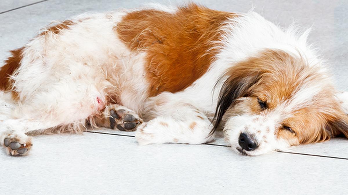 Un AirTag salva la vida de un perro arroyado por la lluvia