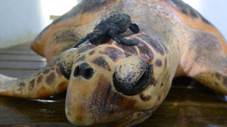 Una cría de tortuga boba y su madre.