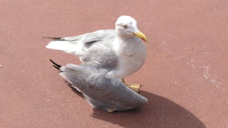 La gaviota afectada // FdV