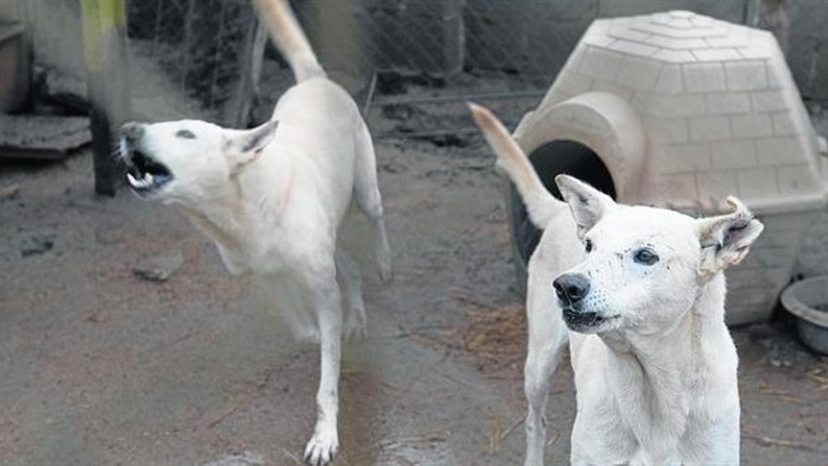 Dos perros que se asilvestraron tras ser abandonados, en la perrera de la protectora de animales de Lleida.