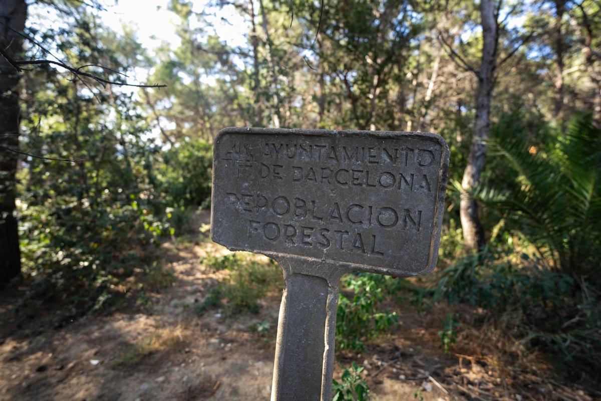 Una de las placas instaladas cuando se plantaron los pinos.