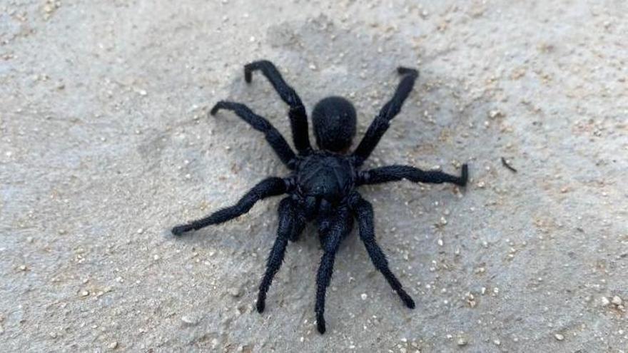 Una tarántula en Ibiza