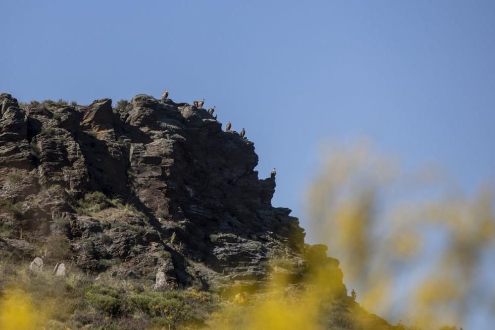 Buitres al acecho en Almaraz