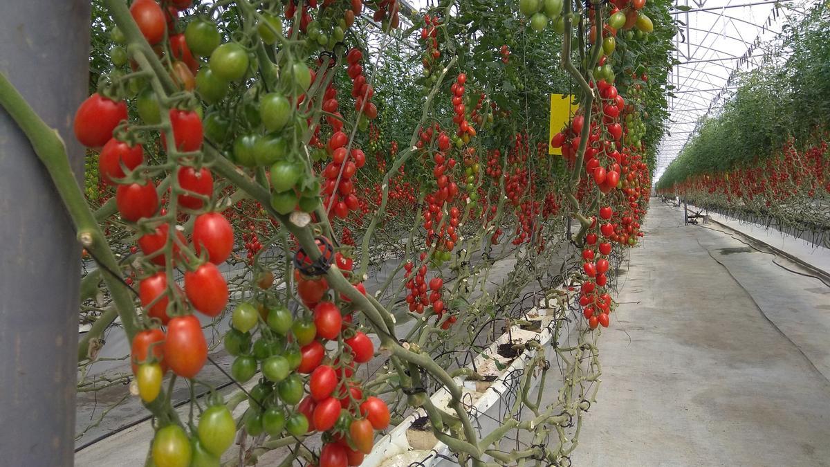 Archivo - Cultivo de tomate en un invernadero de Almería