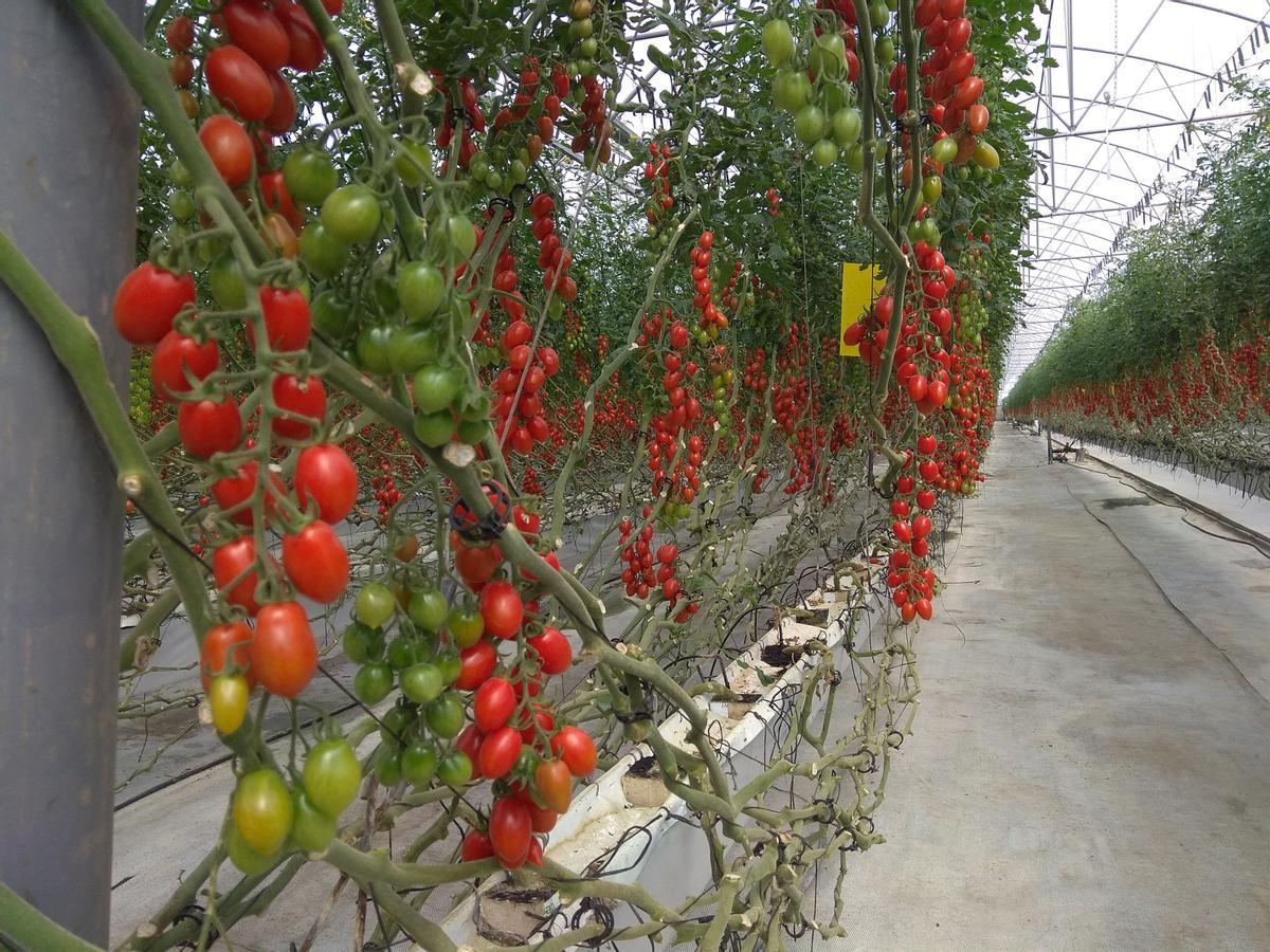 Archivo - Cultivo de tomate en un invernadero de Almería