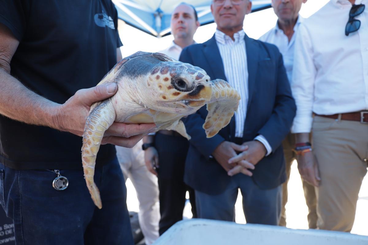 Liberan a dos tortugas marinas recuperadas en el Aula del Mar