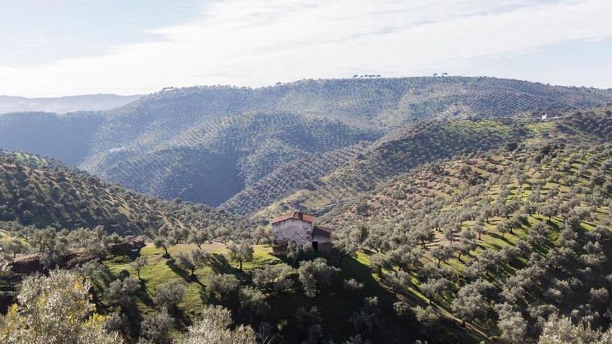 El paisaje del olivar pone rumbo a la Unesco