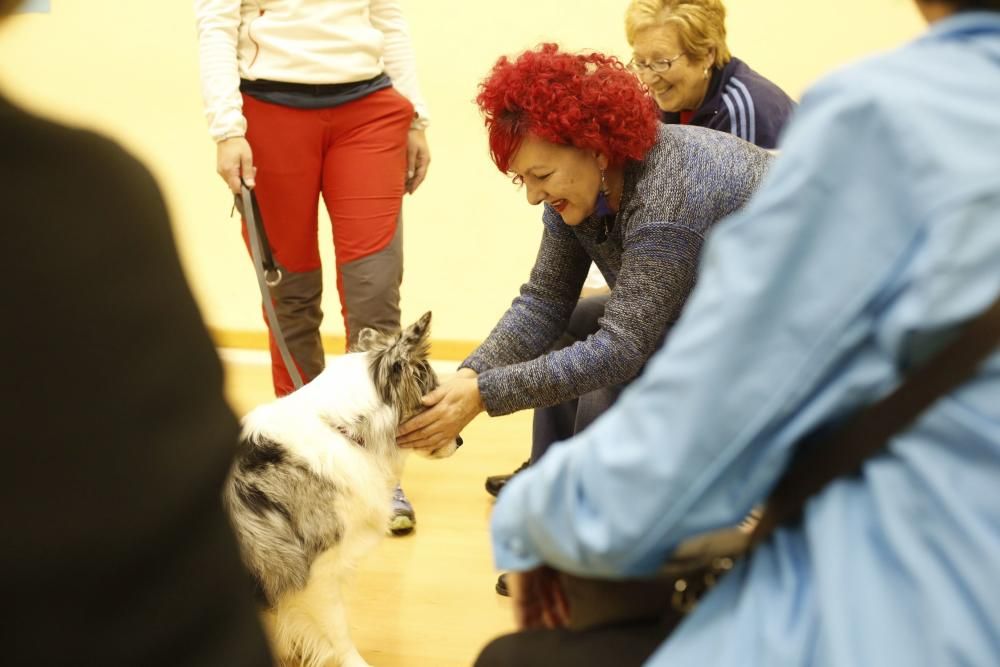 Taller de terapia con perros en el centro de mayores de Las Meanas, Avilés